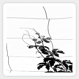 Black and white watercolor Passionflower Vine Climbing on Wire 3 Sticker